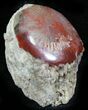 Pennsylvanian Aged Red Agatized Horn Coral - Utah #26392-1